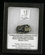 Rhynie Chert - Early Devonian Vascular Plant Fossils #25801-1